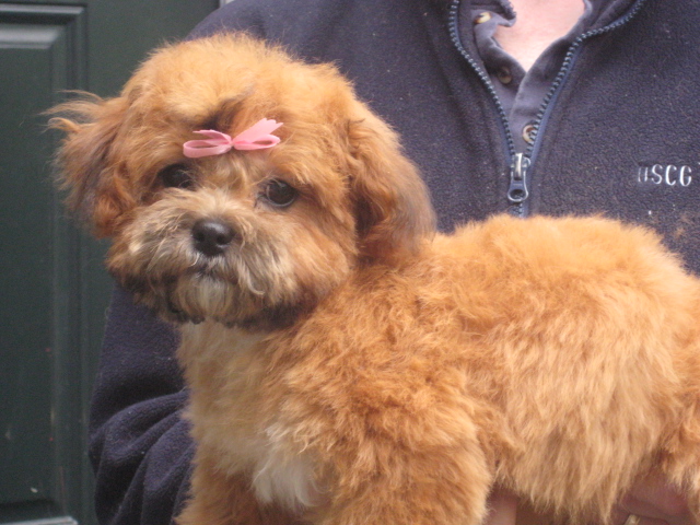 Lillybits Shichon Puppies