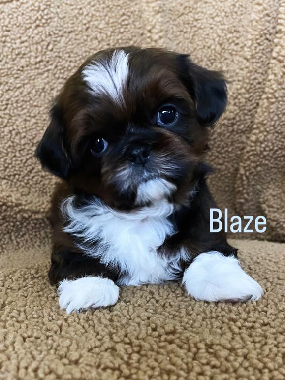 lillybits puppies