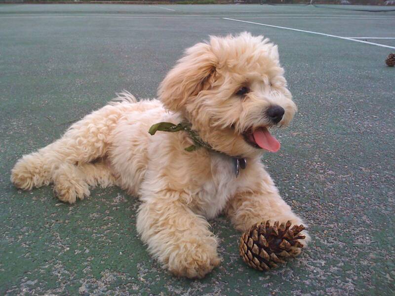 best shichon breeders