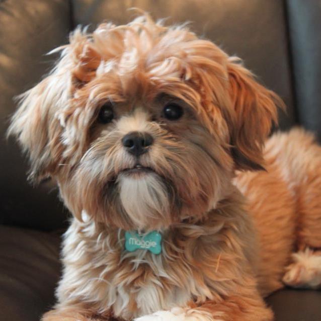 lillybits dogs