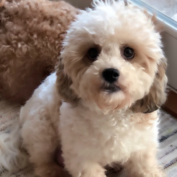 lillybits dogs
