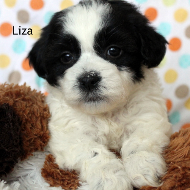 lillybits dogs