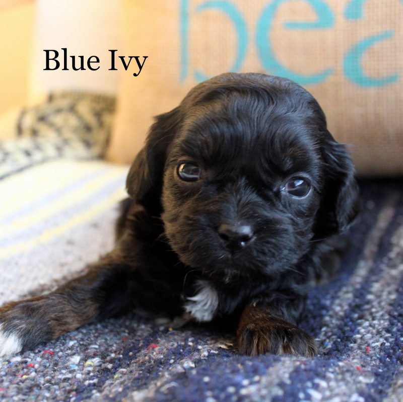 lillybits dogs