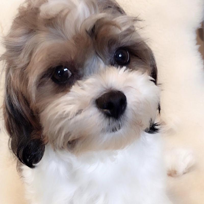 lillybits dogs