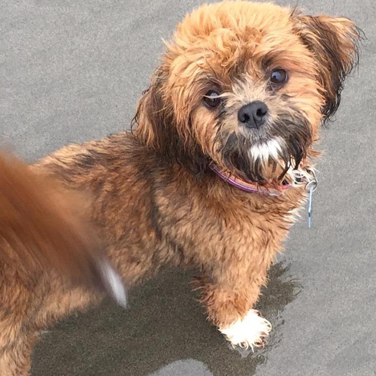 lillybits dogs