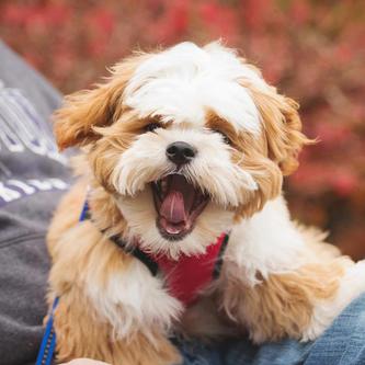 LillyBits Shichon Puppies