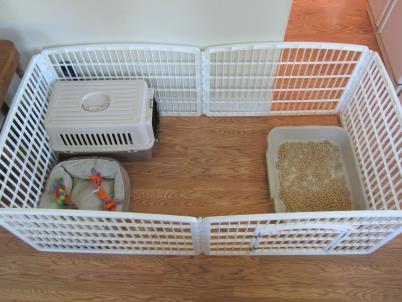 dog training litter box