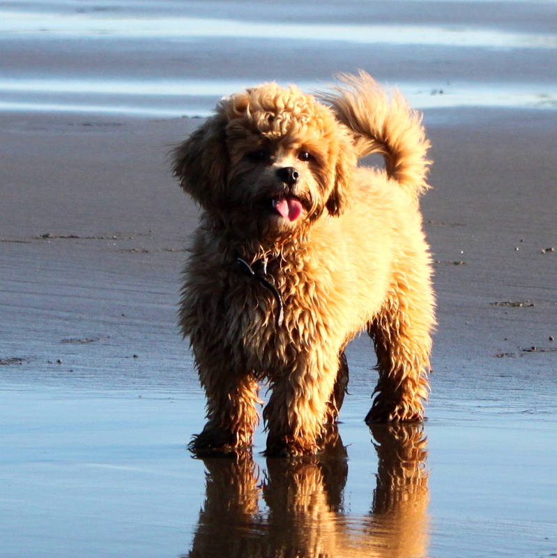 lillybits dogs